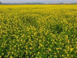 Bangladeş hava tahmini