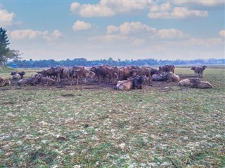 Bangladeş Hava tahmini