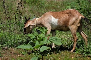 Bangladesh vejrudsigt