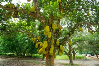 Bangladeş hava tahmini