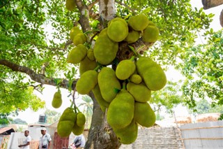 Bangladeş hava tahmini