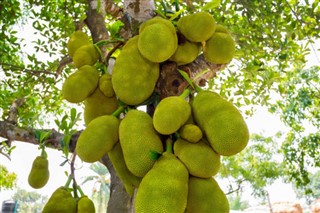 Bangladeş hava tahmini