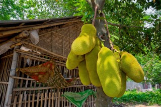 Bangladeş hava tahmini