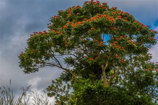 Barbados Hava tahmini
