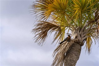 Barbados hava tahmini