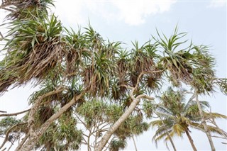 Barbados hava tahmini