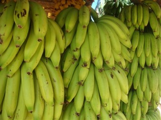 Barbados hava tahmini