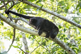 Belize vejrudsigt