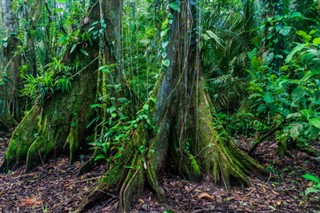 Belize vejrudsigt