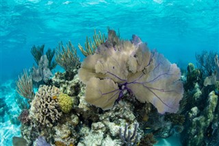 Belize vejrudsigt