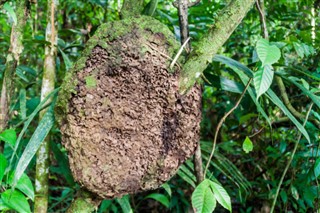 Belize vejrudsigt