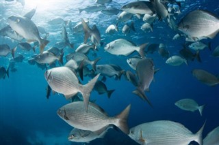 Belize vejrudsigt