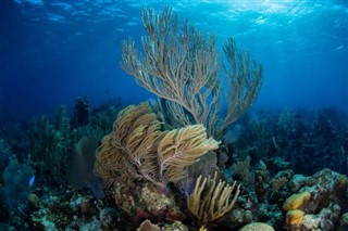 Belize vejrudsigt
