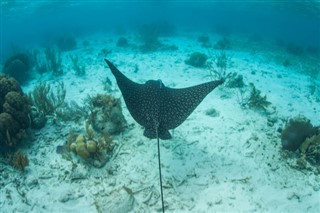 Belize Hava tahmini