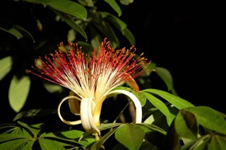 Belize vejrudsigt
