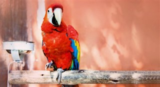 Belize hava tahmini