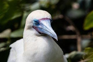 Belize hava tahmini