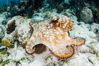 Belize vejrudsigt