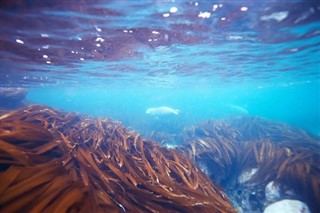 Belize vejrudsigt