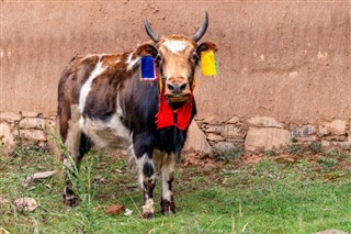 Bhutan vejrudsigt
