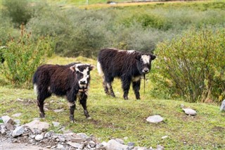 Butan hava tahmini