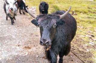 Bhutan vejrudsigt