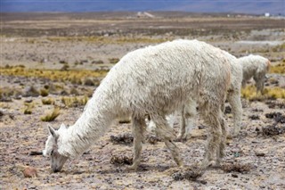 Bolivia weersvoorspelling