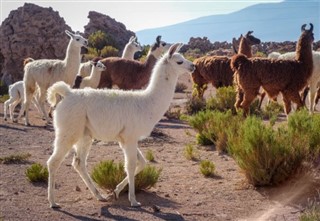Bolivia weather forecast