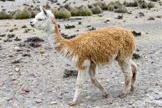 Bolivia vejrudsigt