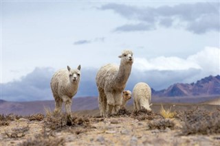 Bolivia vejrudsigt
