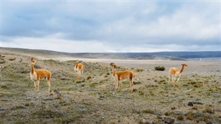 Bolivia weather forecast