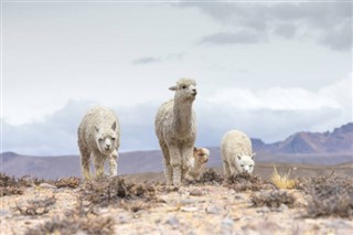 Bolivia vejrudsigt