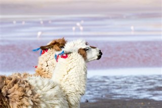 Bolivia Weersverwachting