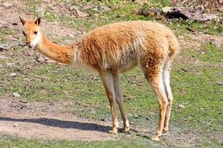 Bolívie předpověď počasí