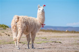 Bolivia vejrudsigt