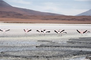 Bolivia vejrudsigt