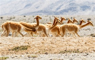 Bolivia weather forecast