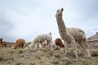 Bolivia weather forecast