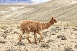 Bolivia vejrudsigt