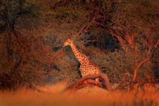 Botswana prévisions météorologiques
