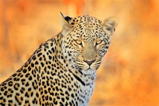 Botswana vejrudsigt