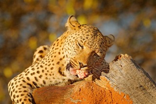 Botswana prévisions météorologiques