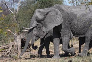 Botswana prévisions météorologiques