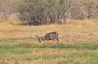 Botswana vejrudsigt