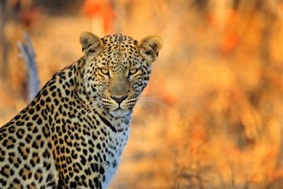 Botswana prévisions météorologiques