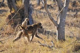 Botswana pronóstico del tiempo