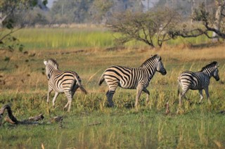 Botswana prévisions météorologiques