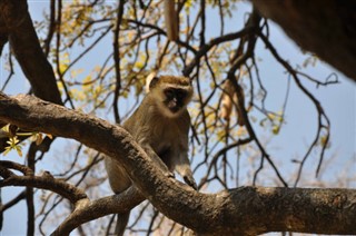 Botswana vejrudsigt