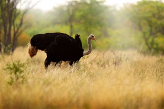 Botswana Időjárás-jelentés
