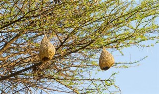 Botswana vejrudsigt